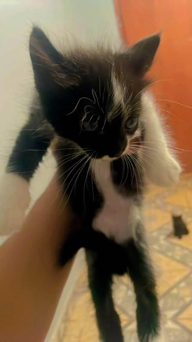 Gato ra a Exótico idade 2 a 6 meses nome Bichano 