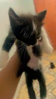 Bichano