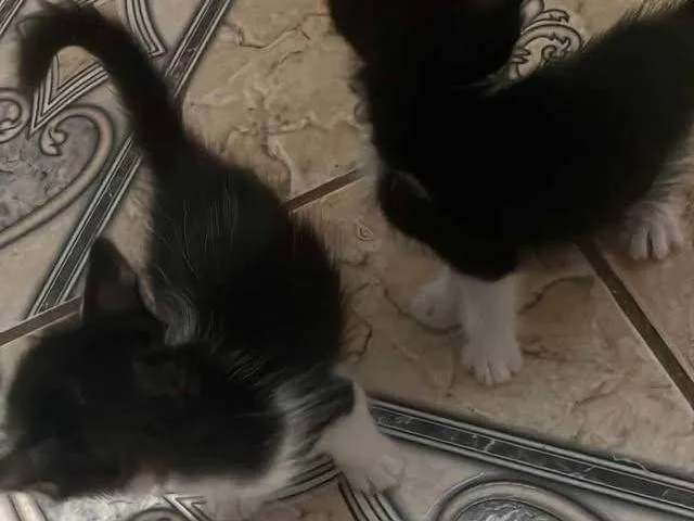 Gato ra a Exótico idade 2 a 6 meses nome Bichano 