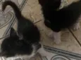 Bichano