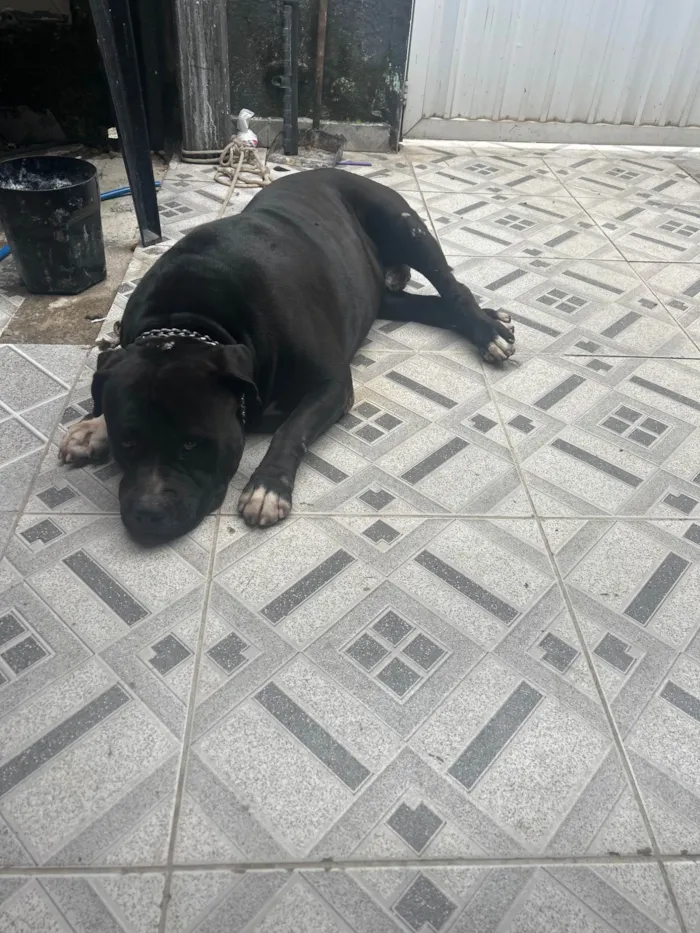 Cachorro ra a Pit-Bull idade 3 anos nome Camilly Vitória 