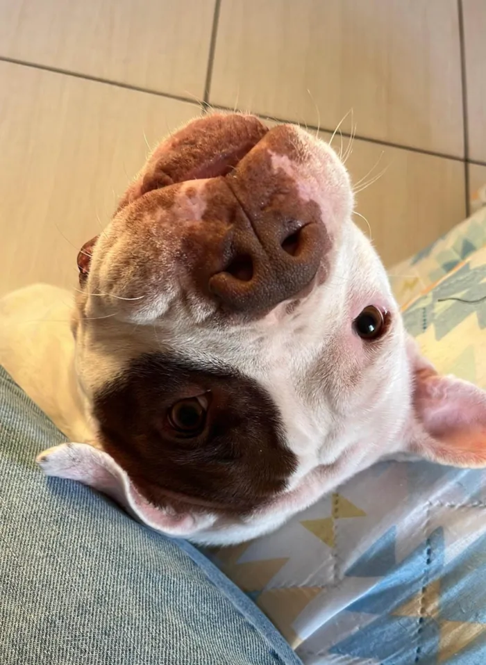Cachorro ra a Pit-Bull idade 6 ou mais anos nome Safira