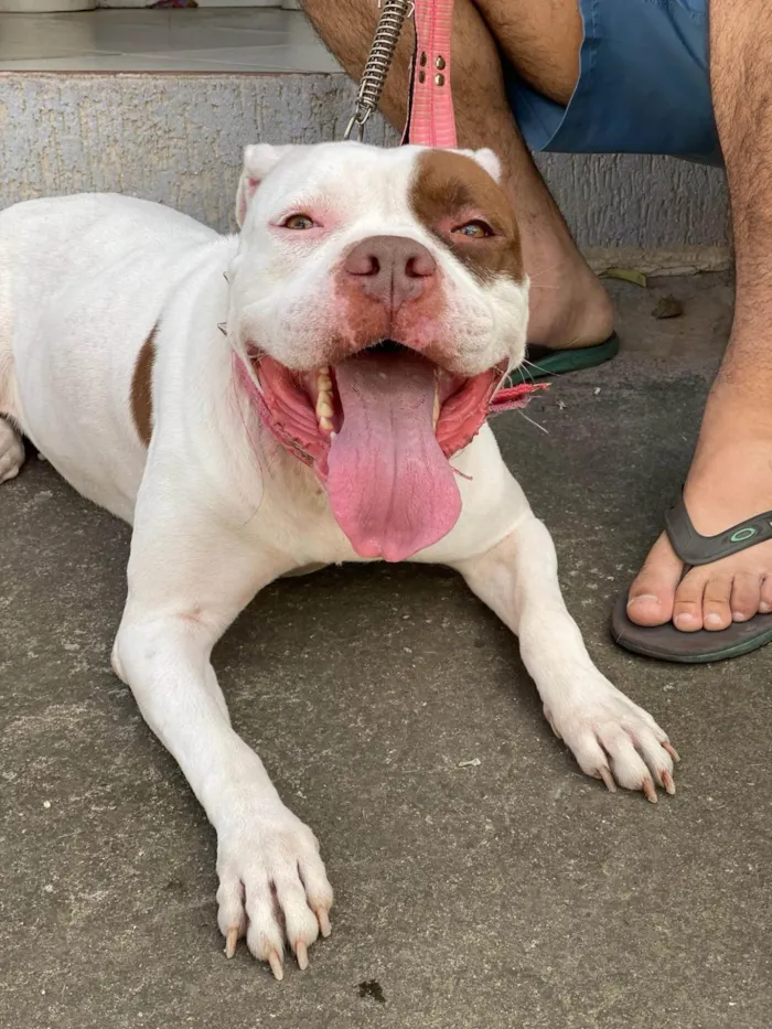 Cachorro ra a Pit-Bull idade 6 ou mais anos nome Safira