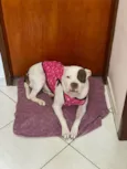 Safira