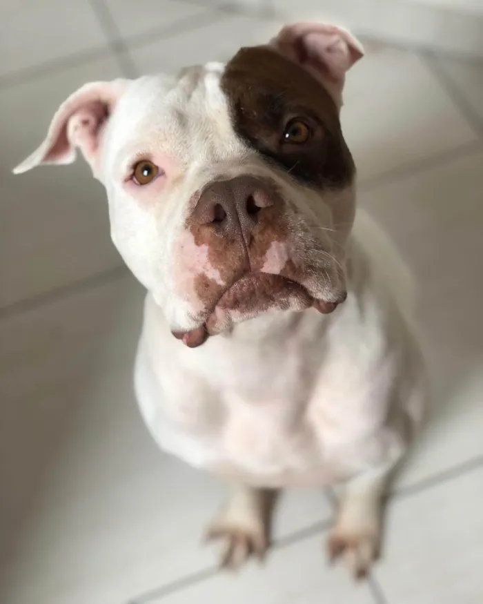 Cachorro ra a Pit-Bull idade 6 ou mais anos nome Safira
