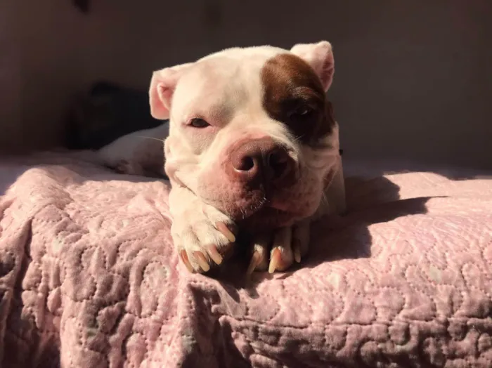 Cachorro ra a Pit-Bull idade 6 ou mais anos nome Safira