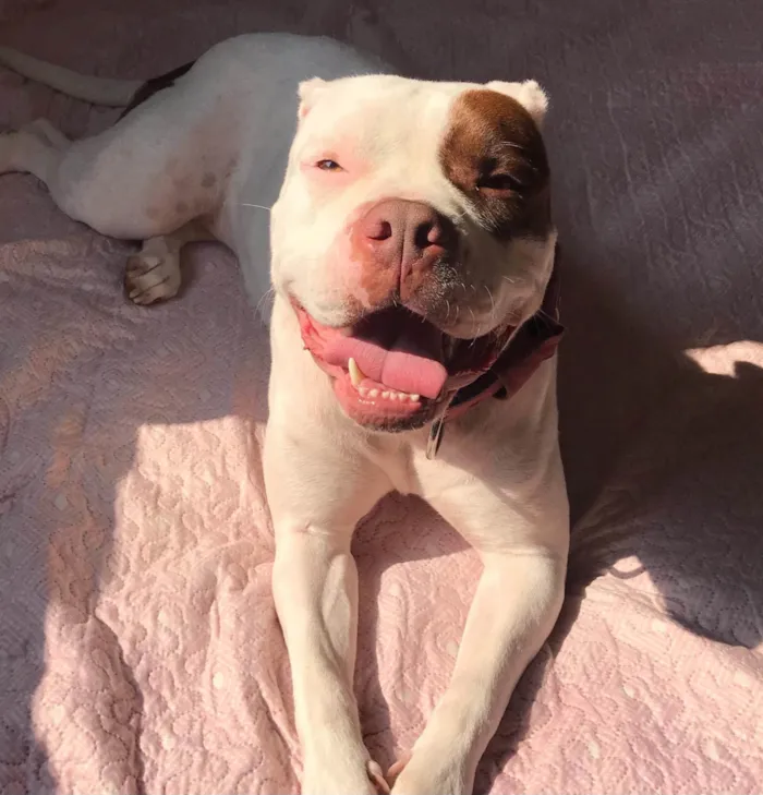 Cachorro ra a Pit-Bull idade 6 ou mais anos nome Safira