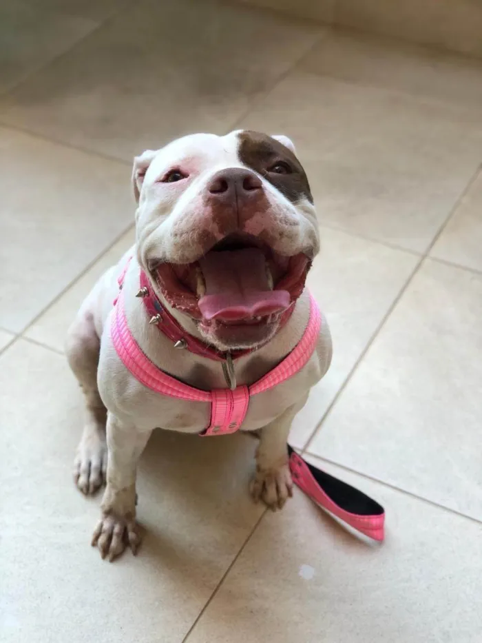 Cachorro ra a Pit-Bull idade 6 ou mais anos nome Safira