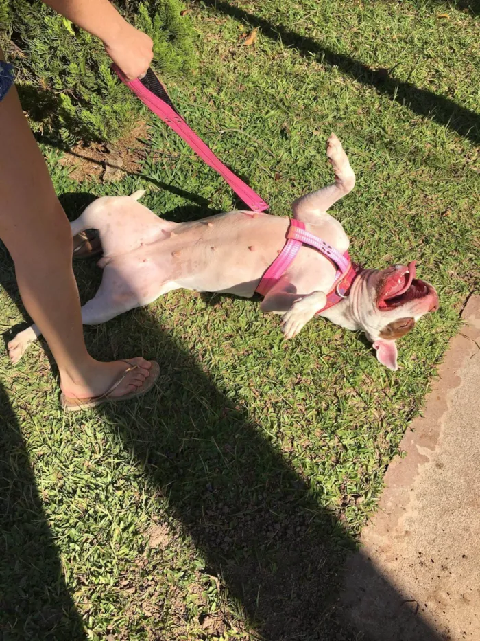 Cachorro ra a Pit-Bull idade 6 ou mais anos nome Safira