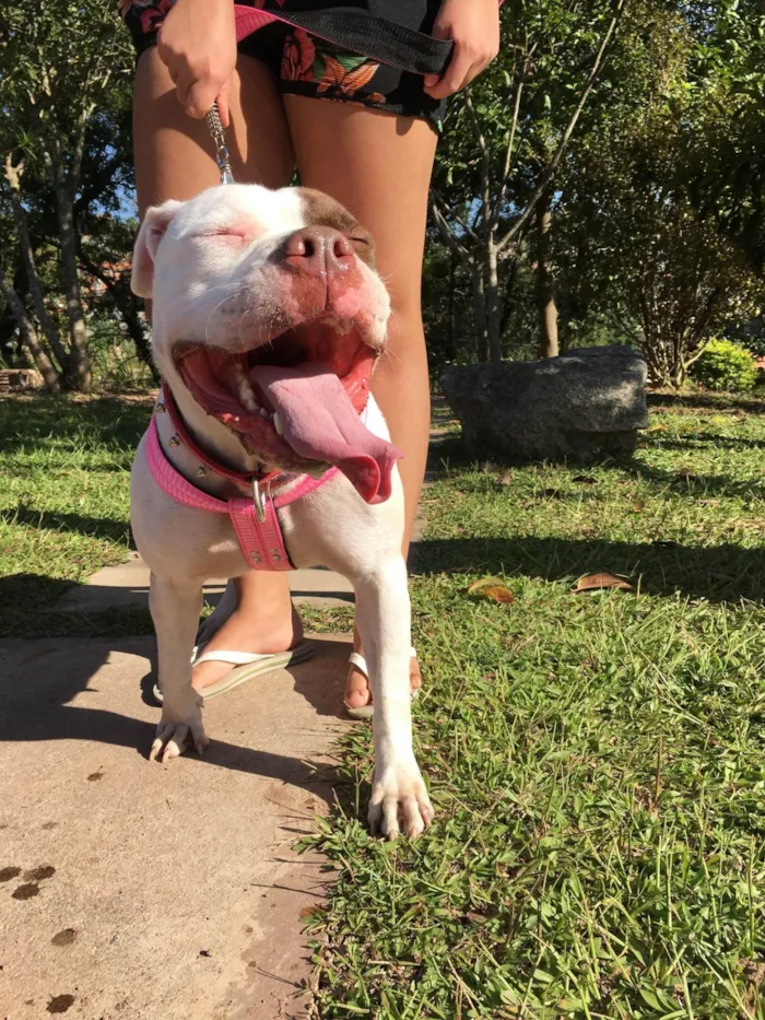 Cachorro ra a Pit-Bull idade 6 ou mais anos nome Safira