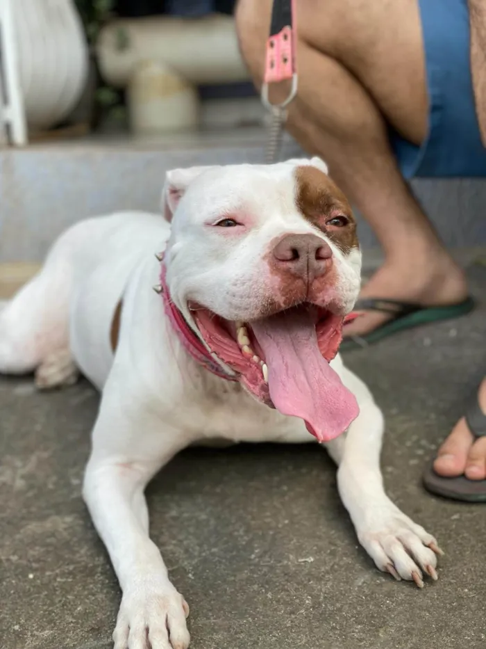 Cachorro ra a Pit-Bull idade 6 ou mais anos nome Safira