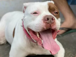 Cachorro raça Pit-Bull idade 6 ou mais anos nome Safira