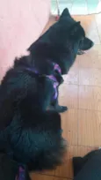 Zoe