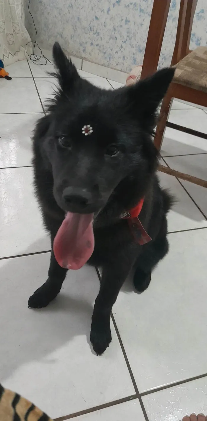 Cachorro ra a Chow Chow idade 7 a 11 meses nome Zoe