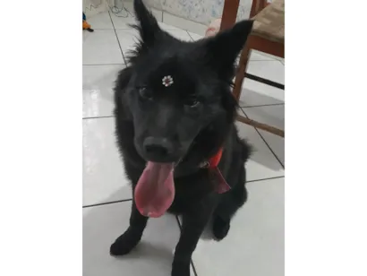 Cachorro raça Chow Chow idade 7 a 11 meses nome Zoe