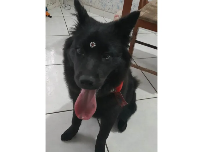 Cachorro ra a Chow Chow idade 7 a 11 meses nome Zoe