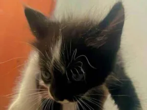 Gato raça Exótico idade 2 a 6 meses nome Bichano 