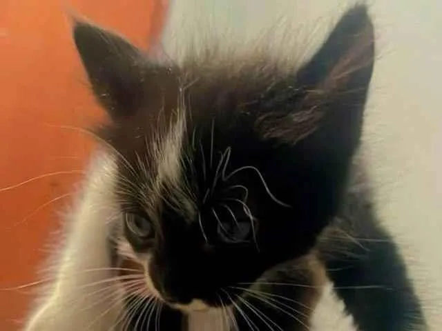 Gato ra a Exótico idade 2 a 6 meses nome Bichano 