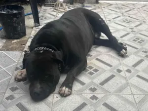 Cachorro raça Pit-Bull idade 3 anos nome Camilly Vitória 