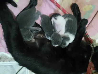 Gato raça SRD-ViraLata idade Abaixo de 2 meses nome Sem nome 