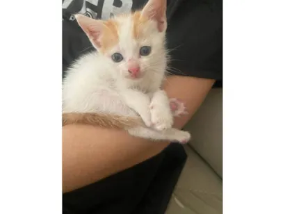 Gato raça SRD-ViraLata idade Abaixo de 2 meses nome Doa-se, para quem for cuidar muito bem dele