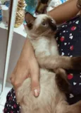 Melzinha