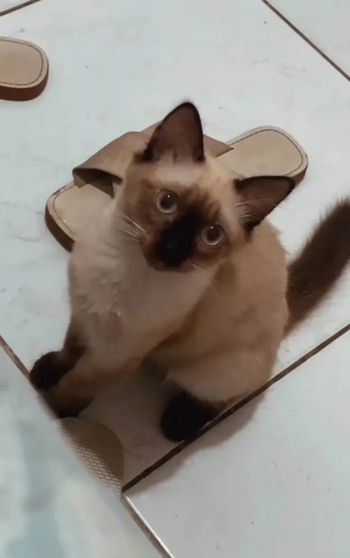 Gato ra a SRD-ViraLata idade 2 a 6 meses nome Melzinha