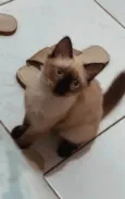 Melzinha