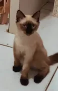 Melzinha