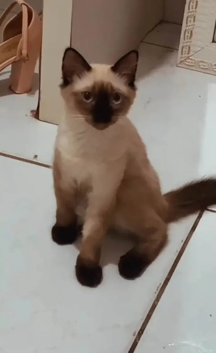 Gato ra a SRD-ViraLata idade 2 a 6 meses nome Melzinha