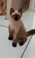 Melzinha