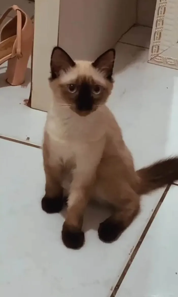 Gato ra a SRD-ViraLata idade 2 a 6 meses nome Melzinha