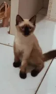 Melzinha