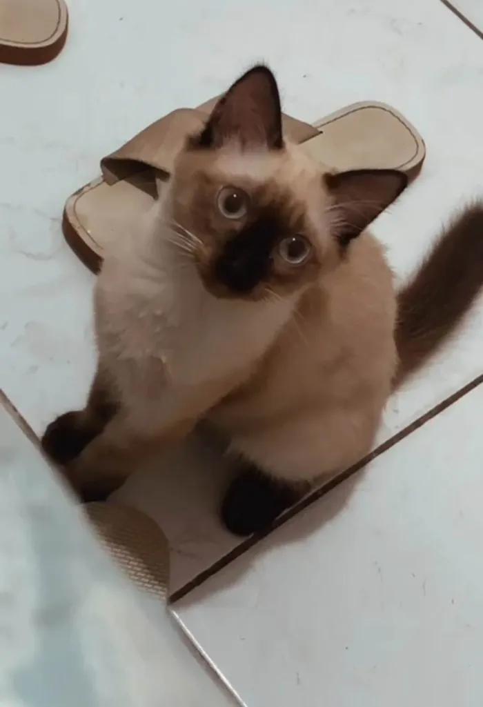 Gato ra a SRD-ViraLata idade 2 a 6 meses nome Melzinha