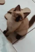 Melzinha