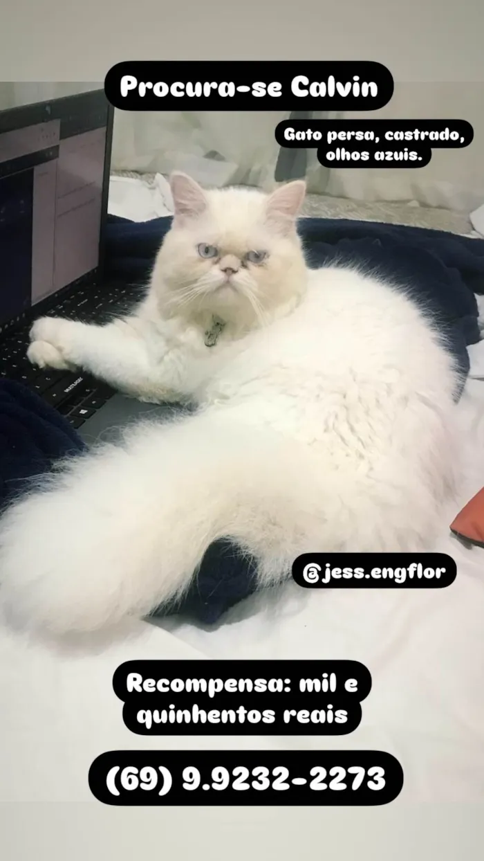 Gato ra a Persa idade 4 anos nome Calvin