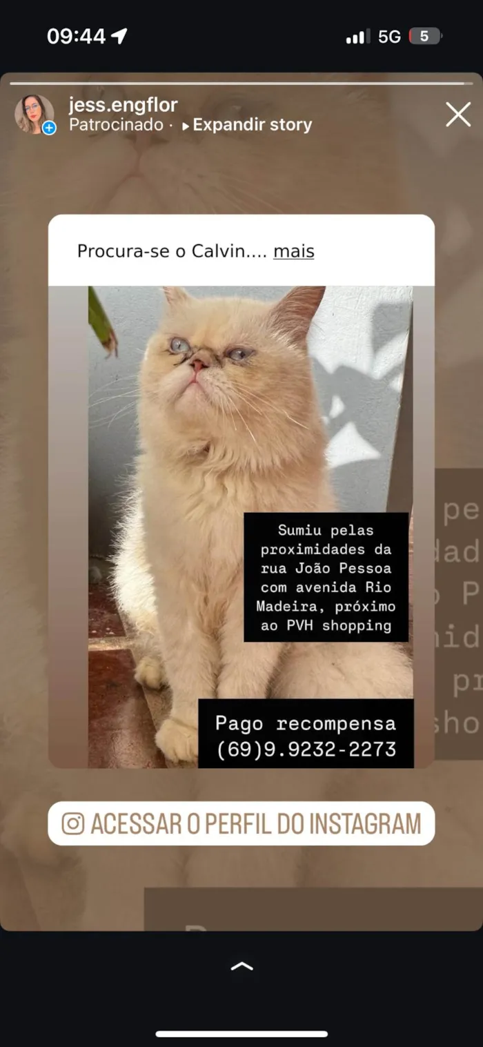 Gato ra a Persa idade 4 anos nome Calvin