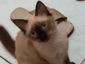 Gato raça SRD-ViraLata idade 2 a 6 meses nome Melzinha