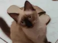 Melzinha