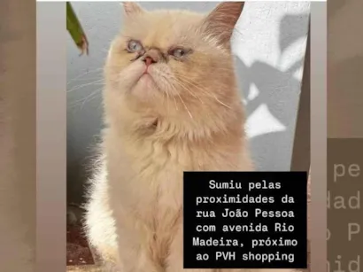 Gato raça Persa idade 4 anos nome Calvin