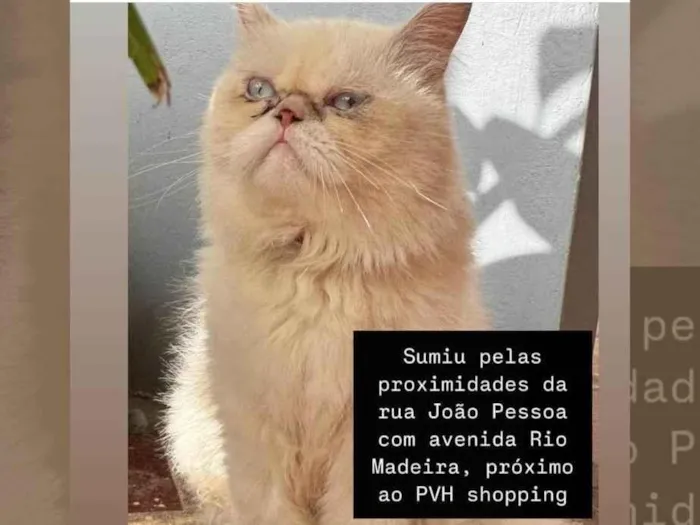 Gato ra a Persa idade 4 anos nome Calvin