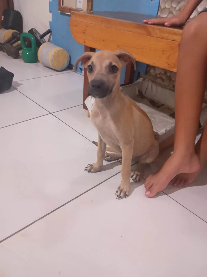 Cachorro ra a SRD-ViraLata idade 2 a 6 meses nome Petto