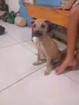 Petto