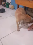 Petto