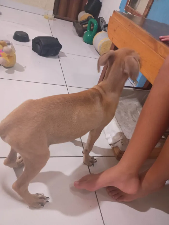 Cachorro ra a SRD-ViraLata idade 2 a 6 meses nome Petto