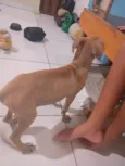 Petto