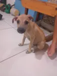 Petto