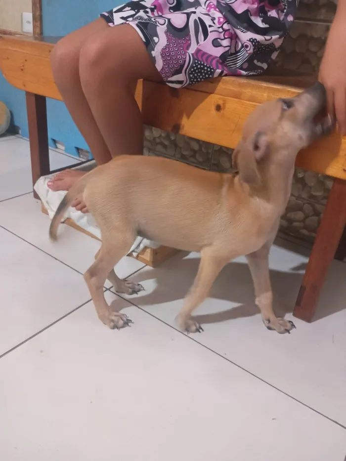Cachorro ra a SRD-ViraLata idade 2 a 6 meses nome Petto