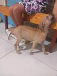 Petto