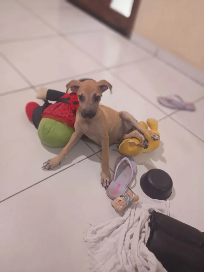 Cachorro ra a SRD-ViraLata idade 2 a 6 meses nome Petto